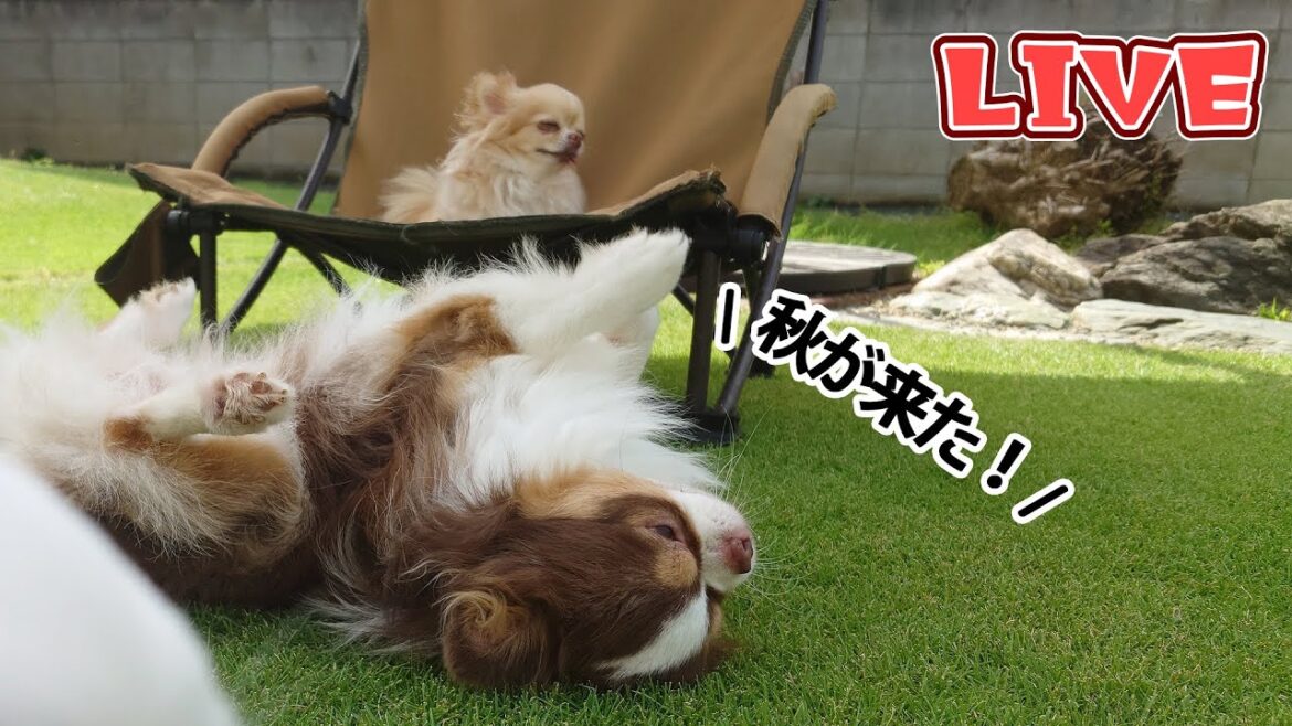 【Live】ようやく涼しくなってきた!チワワたちと久しぶりのお庭雑談【ブリーダー】 【Live】ようやく涼しくなってきた!チワワたちと久しぶりのお庭雑談【ブリーダー】
