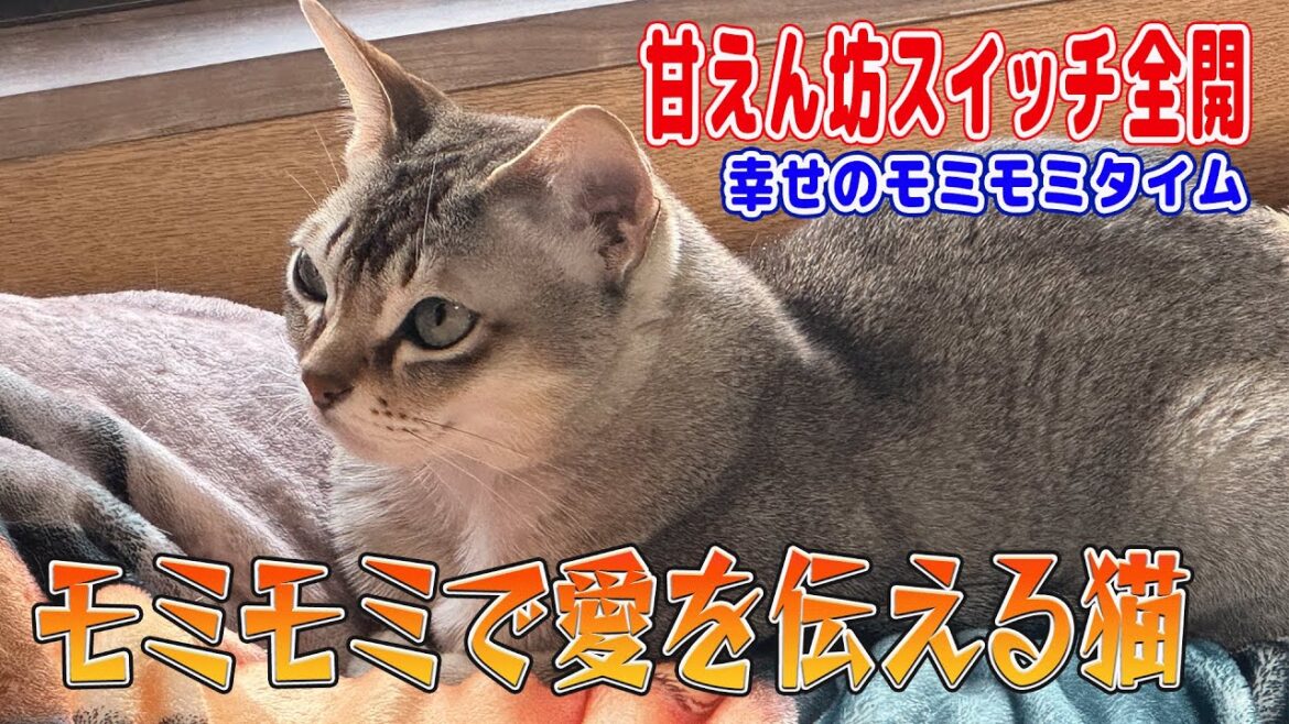 【シンガプーラ】モミモミで愛を伝える猫がこちらです！甘えん坊スイッチ全開！幸せのモミモミタイム#singapura #cat #animals