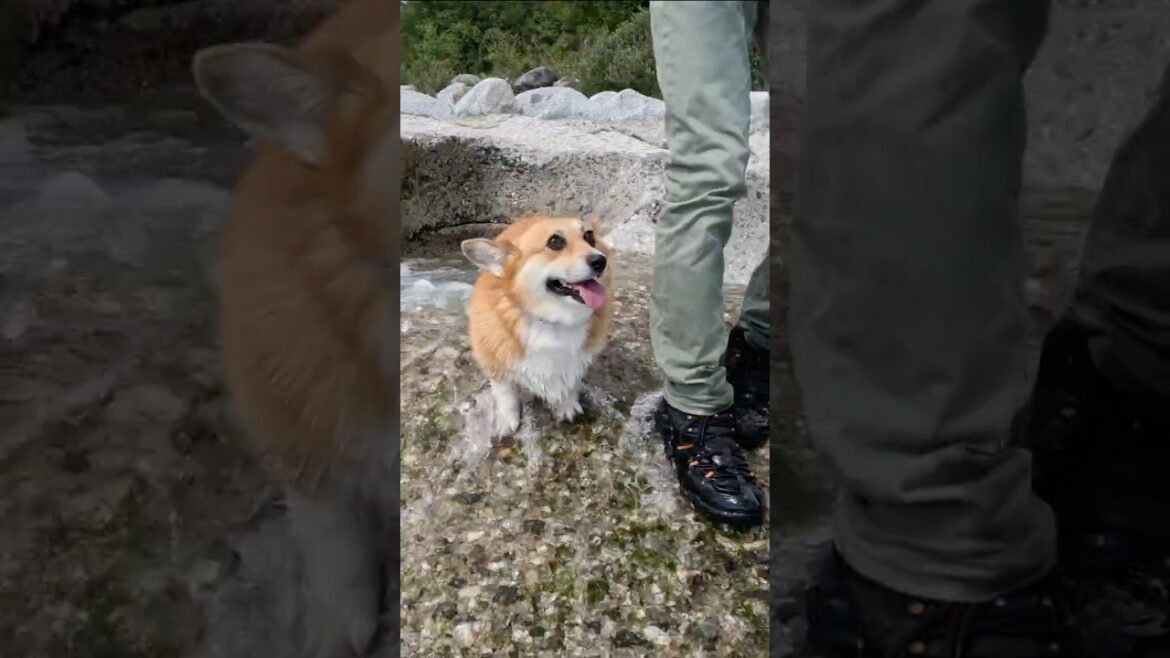 川から上がってついてくるコーギー / A corgi getting out of the river and following. #コーギー #corgi