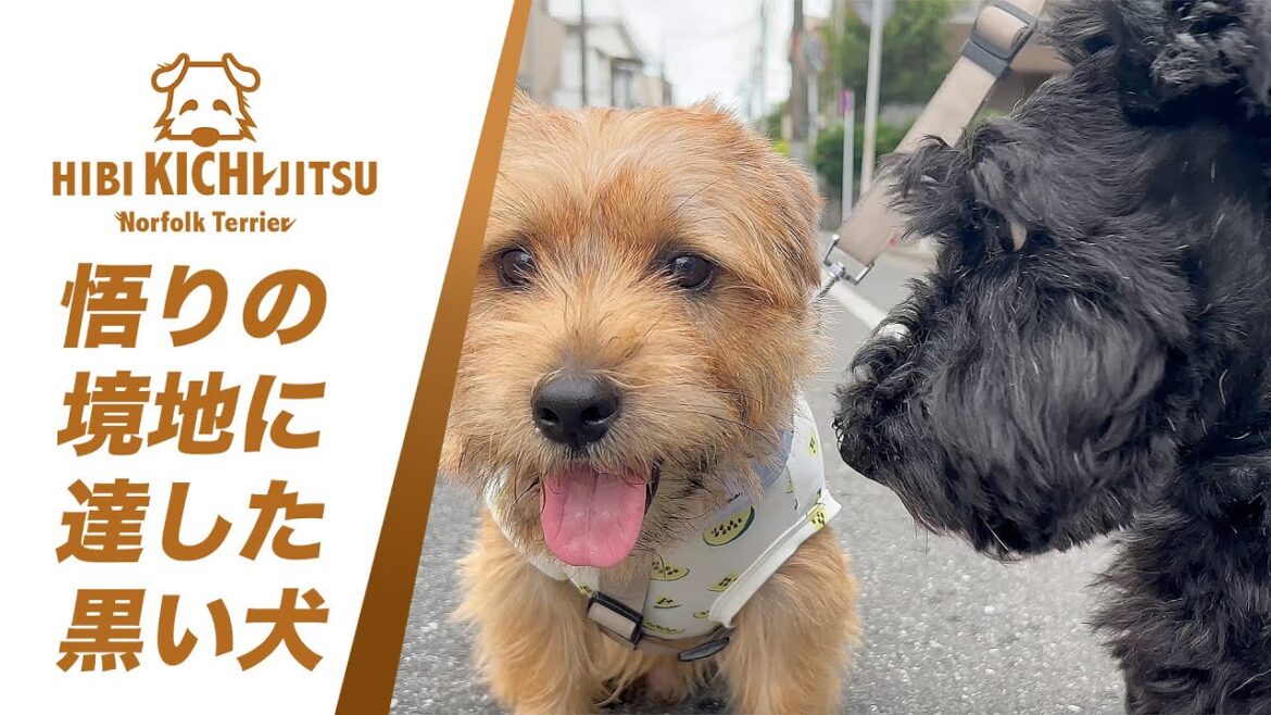 愛犬キチ と 10歳スコッティ「ジェリー」 【friends  dog scottishterrier  ノーフォークテリア norfolkterrier 】