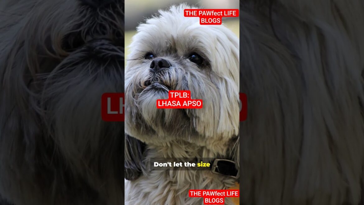 " LHASA APSO a small dog breed native to tibetan."#LHASA APSO #tibetan  #asia #unitedstates