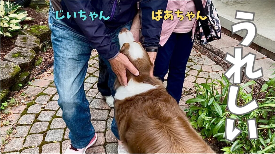 大好きなじいちゃんばあちゃんと2年ぶりの再会 喜びすぎて感情を見失う大型犬｜オーストラリアンシェパード