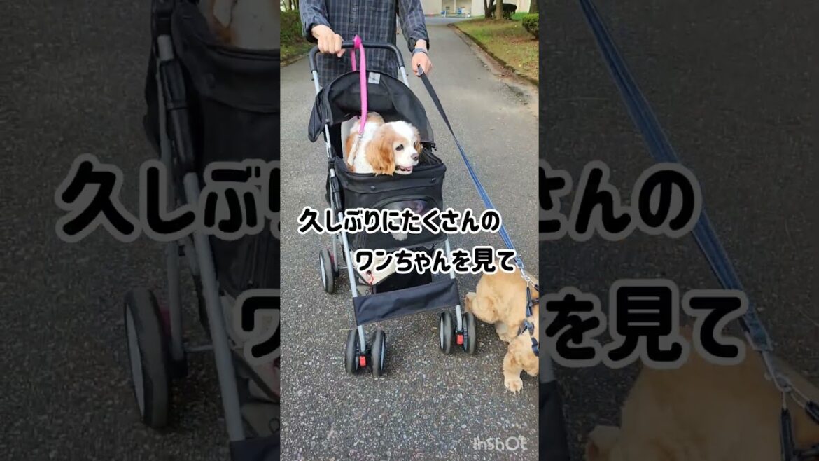 ハチャメチャフェスティバル #shorts #キャバリアキングチャールズスパニエル #アメリカンコッカースパニエル #トイプードル