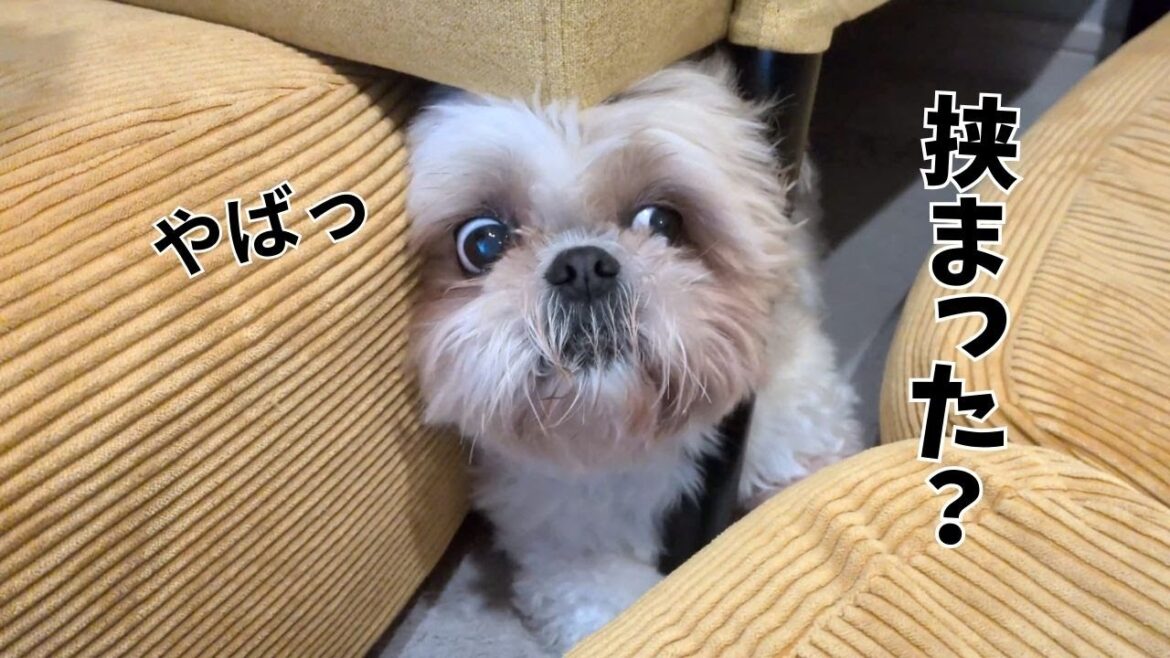 【シーズー謎の挟まり犬】何でそうなった⁉www~多頭飼い~チワワ シーズー ミニチュアピンシャー トイプードル 【シーズー謎の挟まり犬】何でそうなった⁉www~多頭飼い~チワワ シーズー ミニチュアピンシャー トイプードル