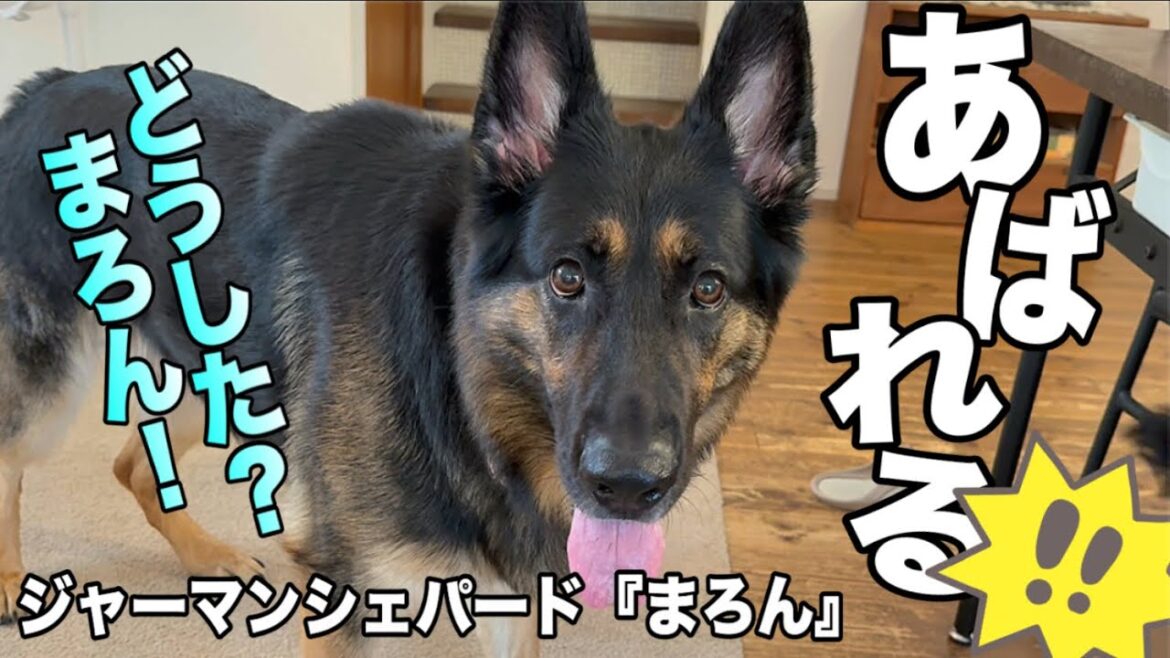 シェパード大暴れ😅シェパードが壊れるとこうなります😂【ジャーマンシェパード】