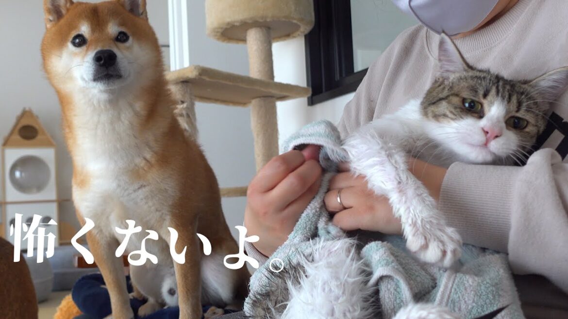 猫の悲鳴に柴犬は‥種族を超えた優しさを見せました。