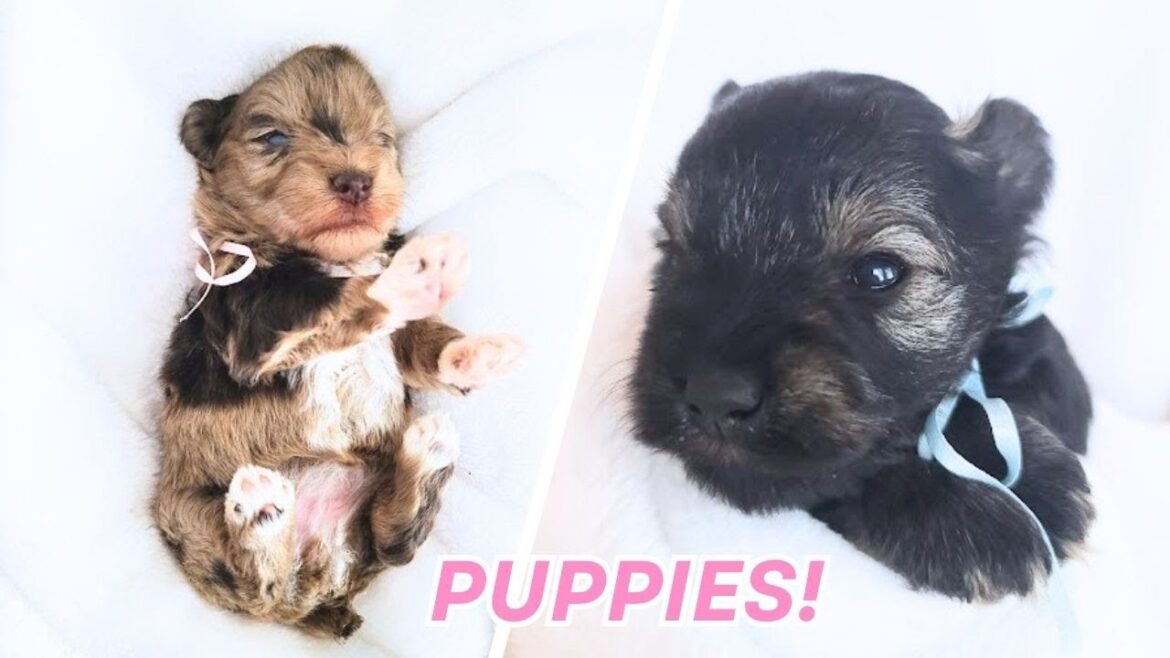 🐾 ミニチュアシュナウザーの子犬の離乳食 | 生後4週間、自立を学んでいる可愛い子たち 🍼✨