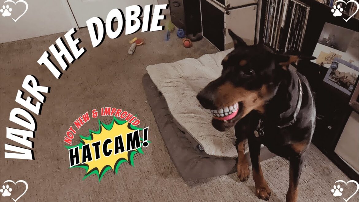 Doberman HatCam Madness Part 2: Vader’s Pink Tennis Ball Triumph! 🐶🎥