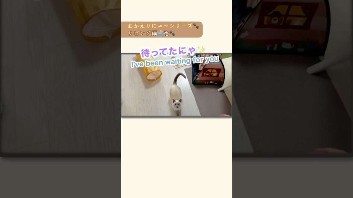 おかえりにゃ〜💛ジャンプ抱っこで甘えタイム🐾リビング編【猫 トンキニーズ】Welcome home💛Sweet jump hugs🐾 #おかえりにゃ〜 #ジャンプ抱っこ #猫動画