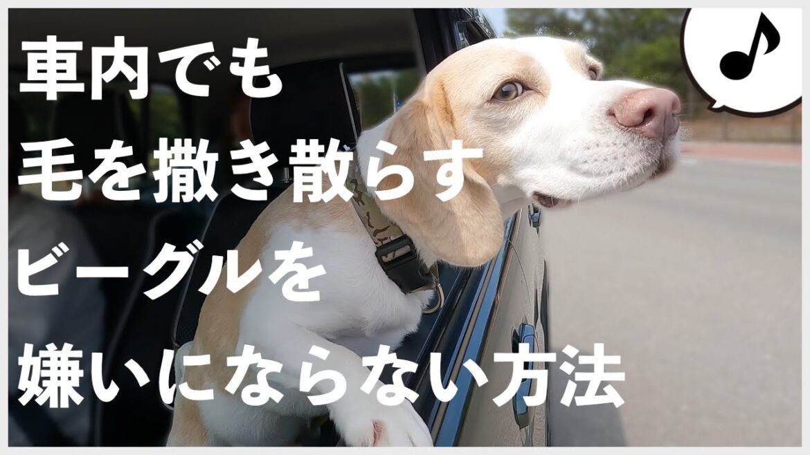 ビーグルたちとのドライブでの悩み。…解決しました。