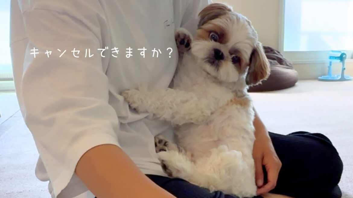 【シーズー】ごはんキャンセル界隈（レベル１）のごはんルーティーンはこうだ！w w w【犬Vlog】