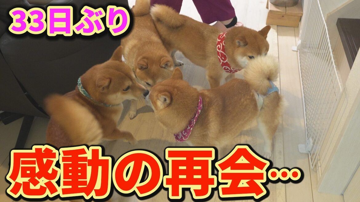【出血止まる】柴犬は家族と離れ離れになると、とてつもなく悲しみ、辛い想いをするということを体感しました・・・