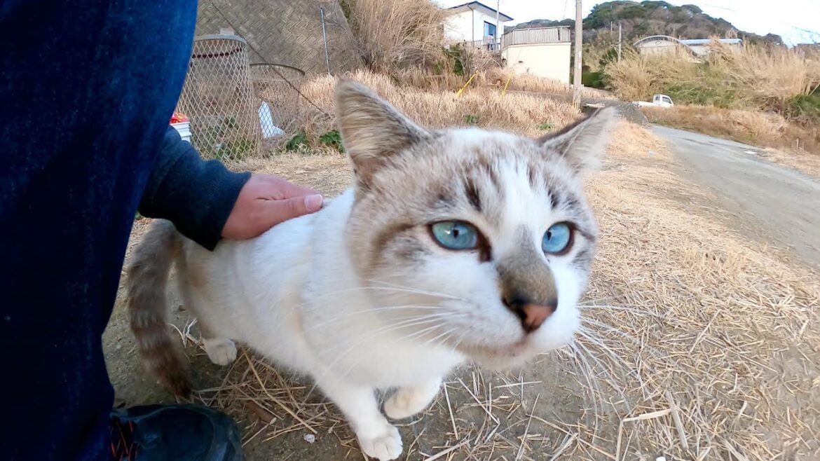 甘えん坊なシャム猫をナデナデしたら、ゴロゴロと転がって喜んでくれた