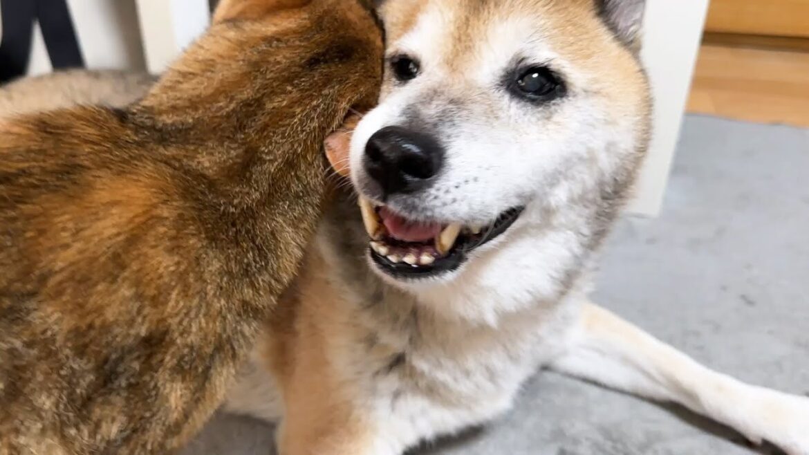 甘えたい猫のために不器用柴犬のとった行動が優しすぎました...。