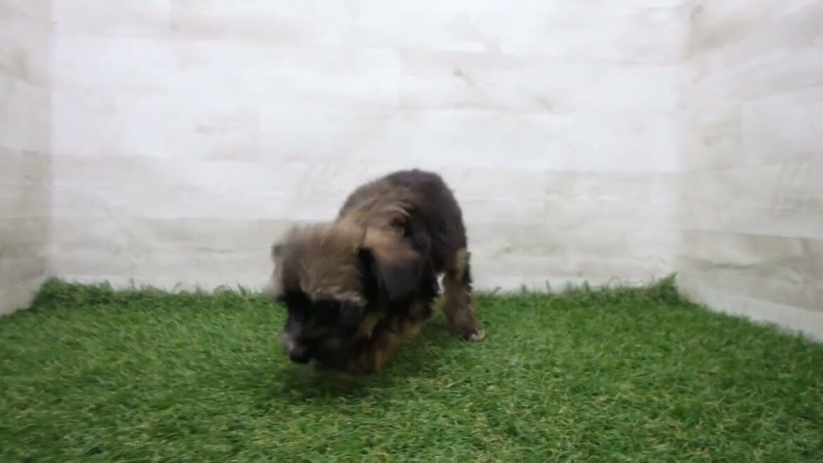 Coo&RIKU　No.00733543 チャイニーズクレステッドドッグ