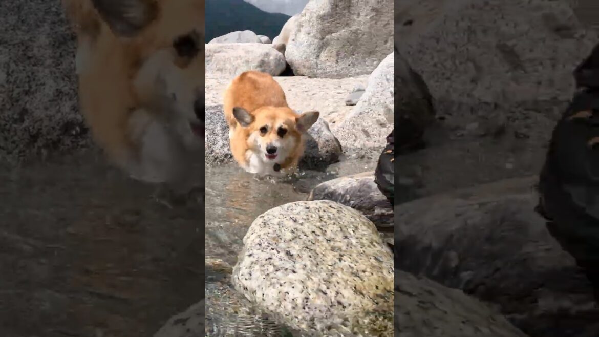 岩の間を抜けて川へ入るコーギー / A corgi squeezing past the rocks and into the river. #コーギー #corgi