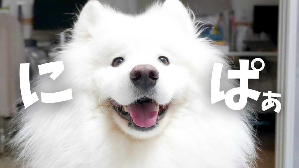 サモエドの可愛さにみんなが秒でメロメロになった日
