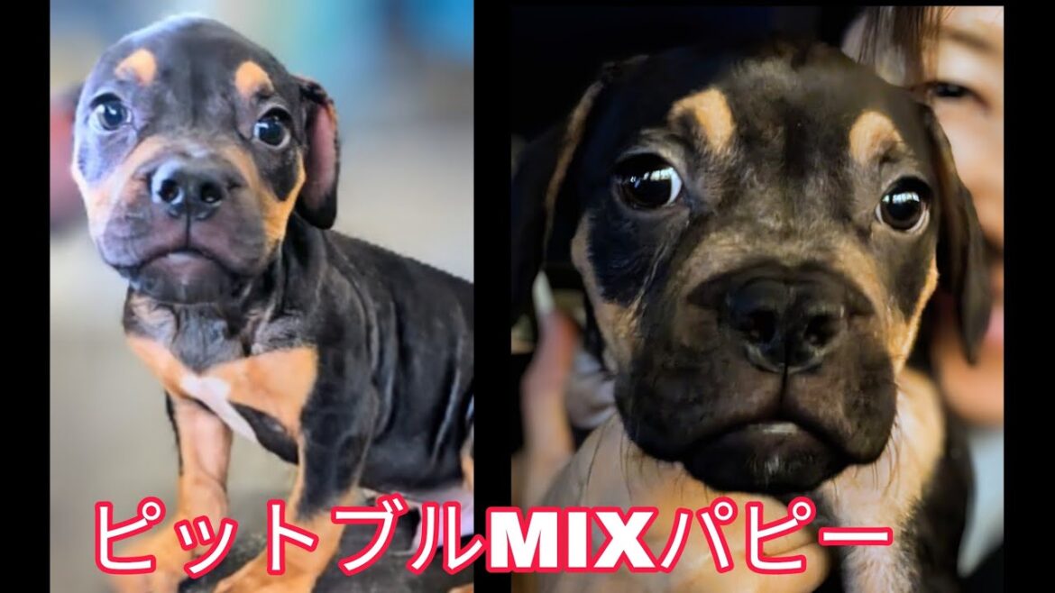 ピットブル子犬をお迎えすることになりました！2025年9月