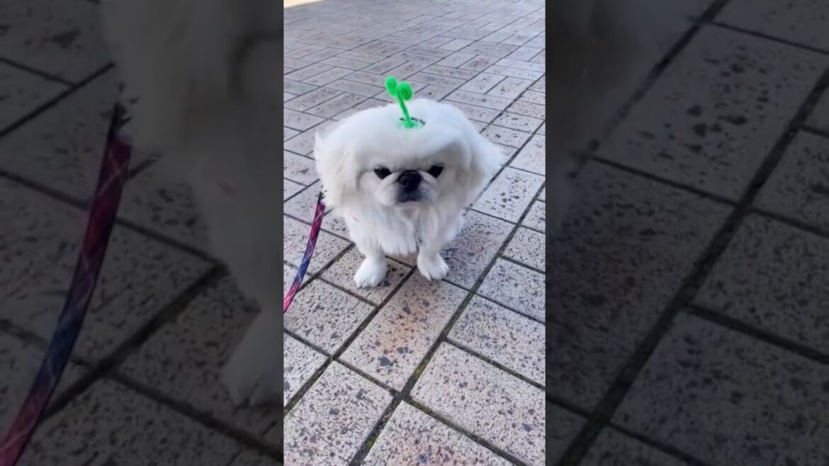 頭から芽が生えた1歳ペキニーズ #ペキニーズ