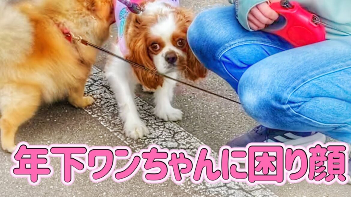 犬にはそっけないけど人は好きなキャバリア