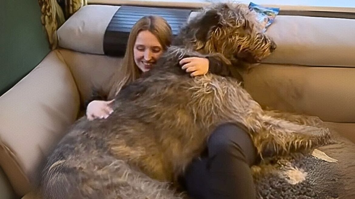世界最大の犬2匹を飼うってどんな感じ？