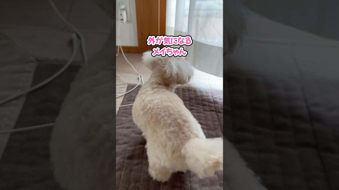 カーテンの向こうが気になって仕方ないトイプードル #shorts #元保護犬 #可愛い犬