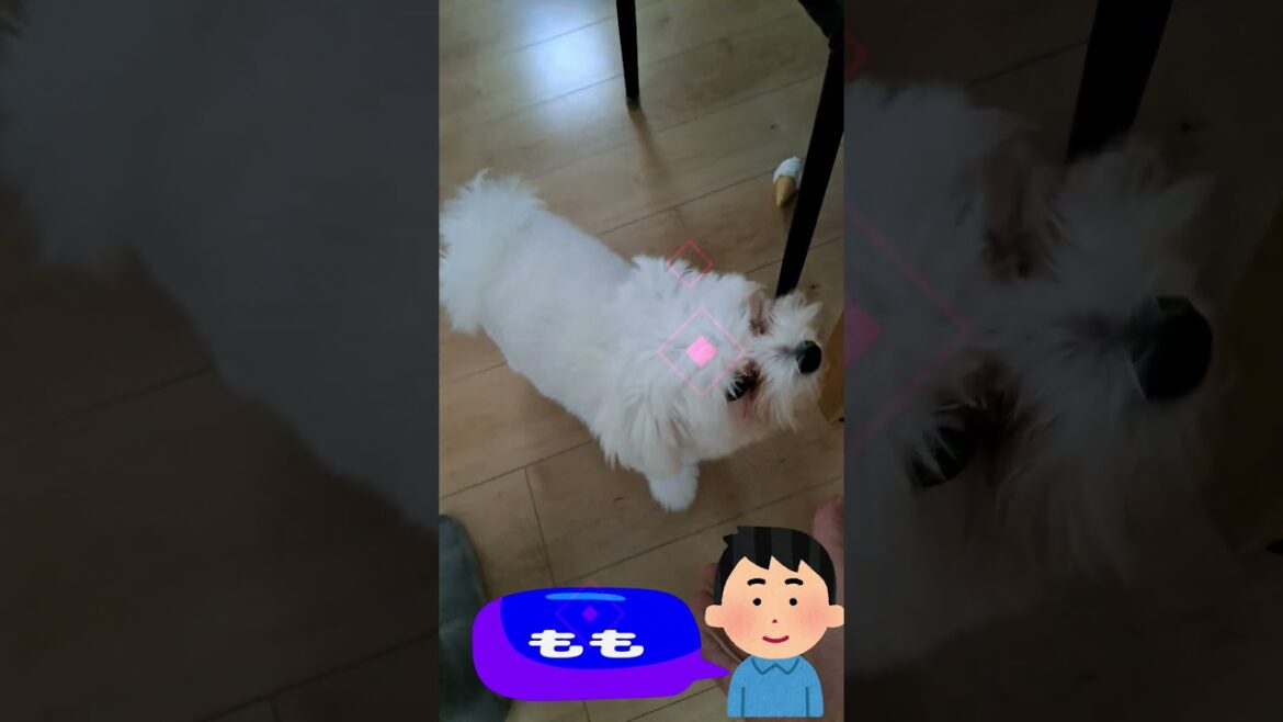 Maltese Puppies: The Ultimate Training Guide