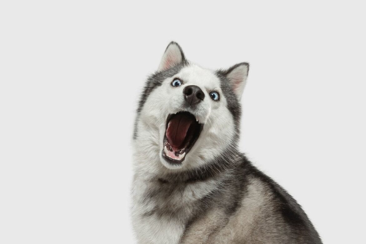 やっと寝た赤ちゃんの後ろで繰り広げられた「犬たちの大熱戦」　情報量が多すぎる1枚に「めっちゃ気になる」 | LIMO | くらしとお金の経済メディア