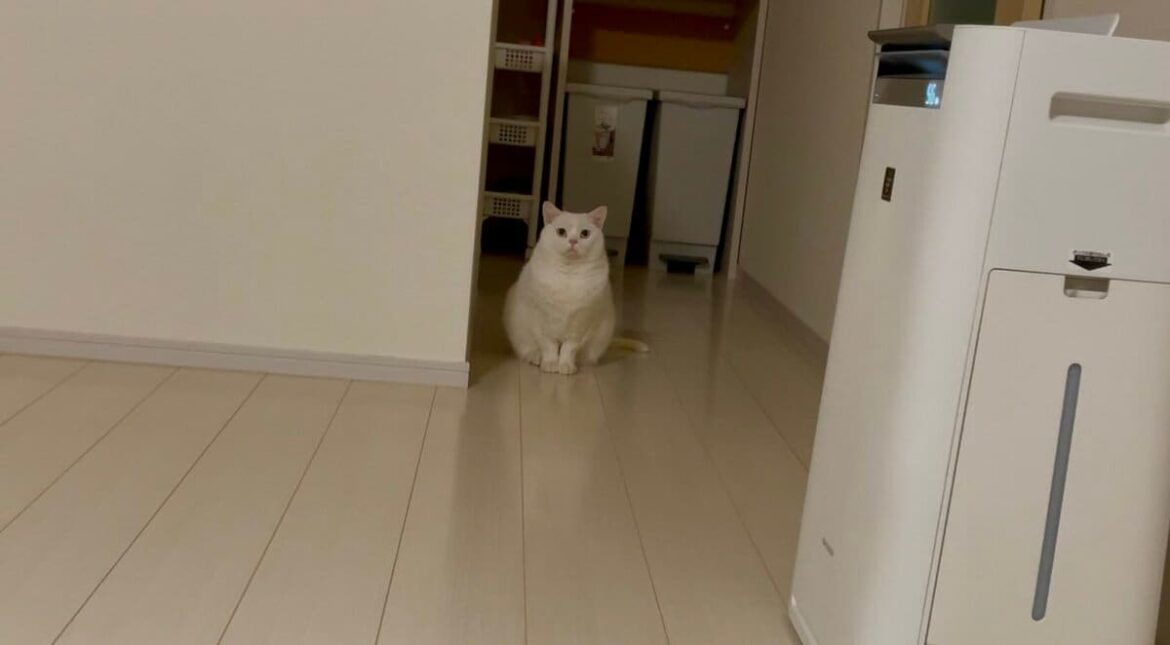 くびれがないモフモフボディの猫ちゃんが可愛い　遠くにいても存在感バッチリ　投稿には3万いいね 「能あるにゃんこはくびれを隠す」などの声 | LIMO | くらしとお金の経済メディア