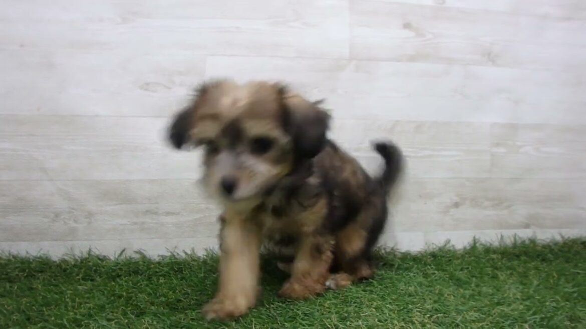 Coo&RIKU　No.00730618 チャイニーズクレステッドドッグ