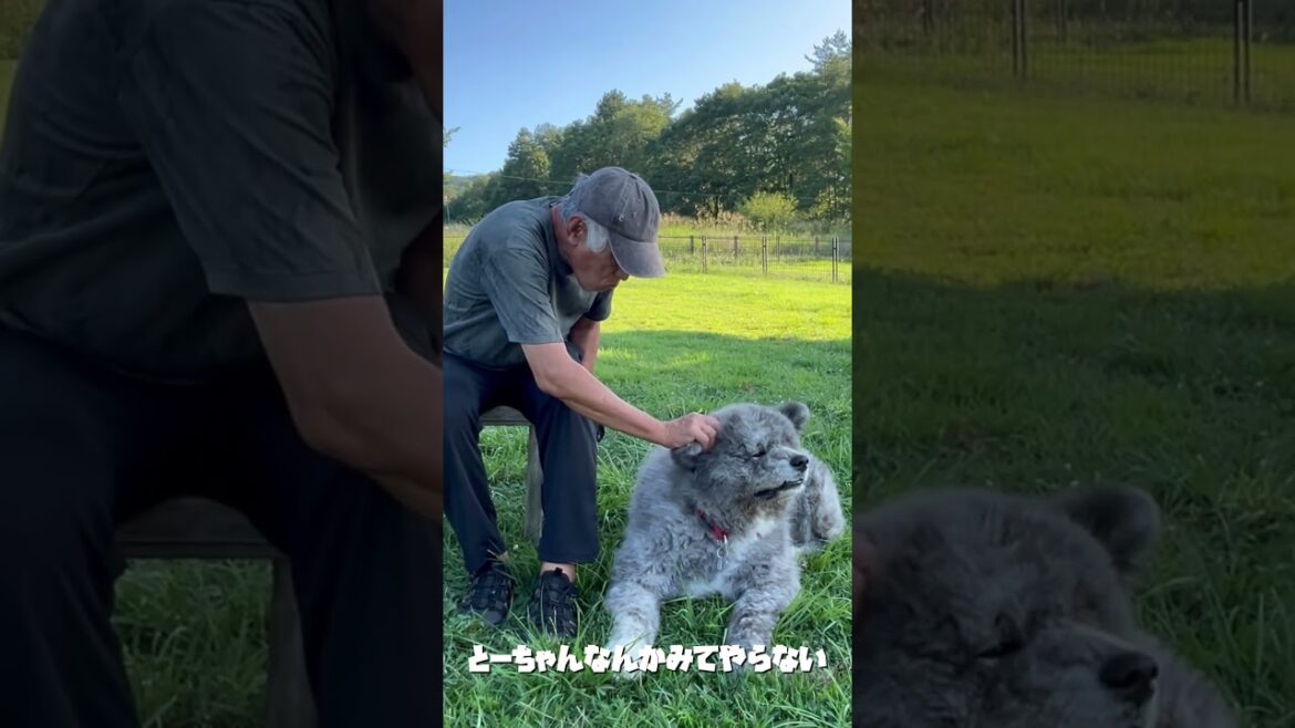 秋田犬長毛カイは高山に少しづつやってきた秋をとーちゃんと感じる