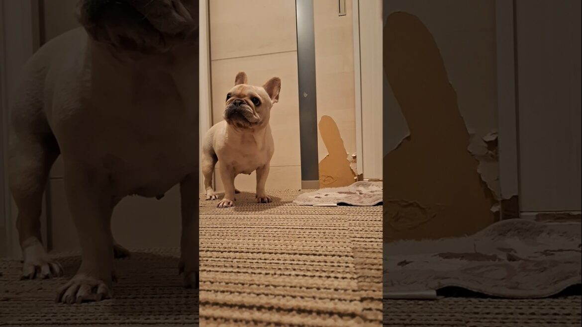 フレンチブルドッグのスイッチが入ると…シャンプー後🤣#犬 #shors #フレンチブルドッグ