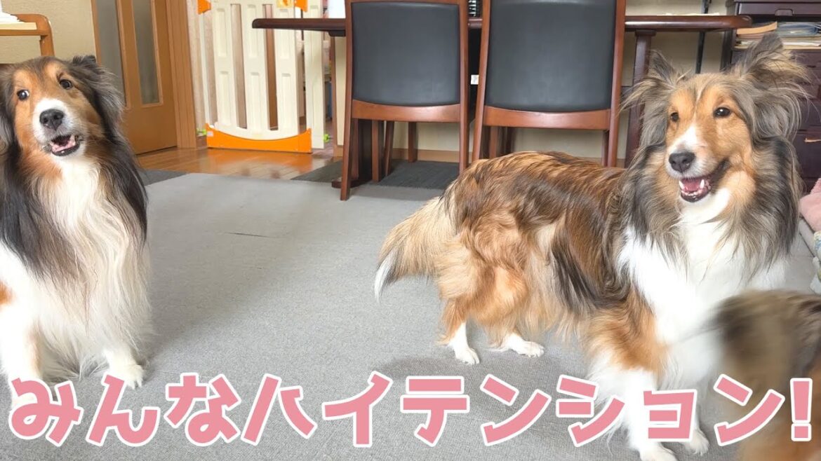 【シェルティ】みんなハイテンション💕【楽しいねぇ】