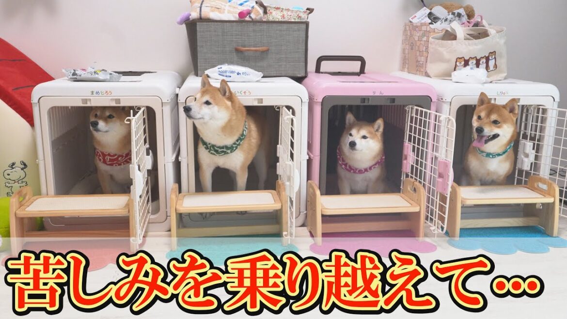３３日の隔離生活を終え、日常を心から楽しむ柴犬達の姿に感無量です・・・
