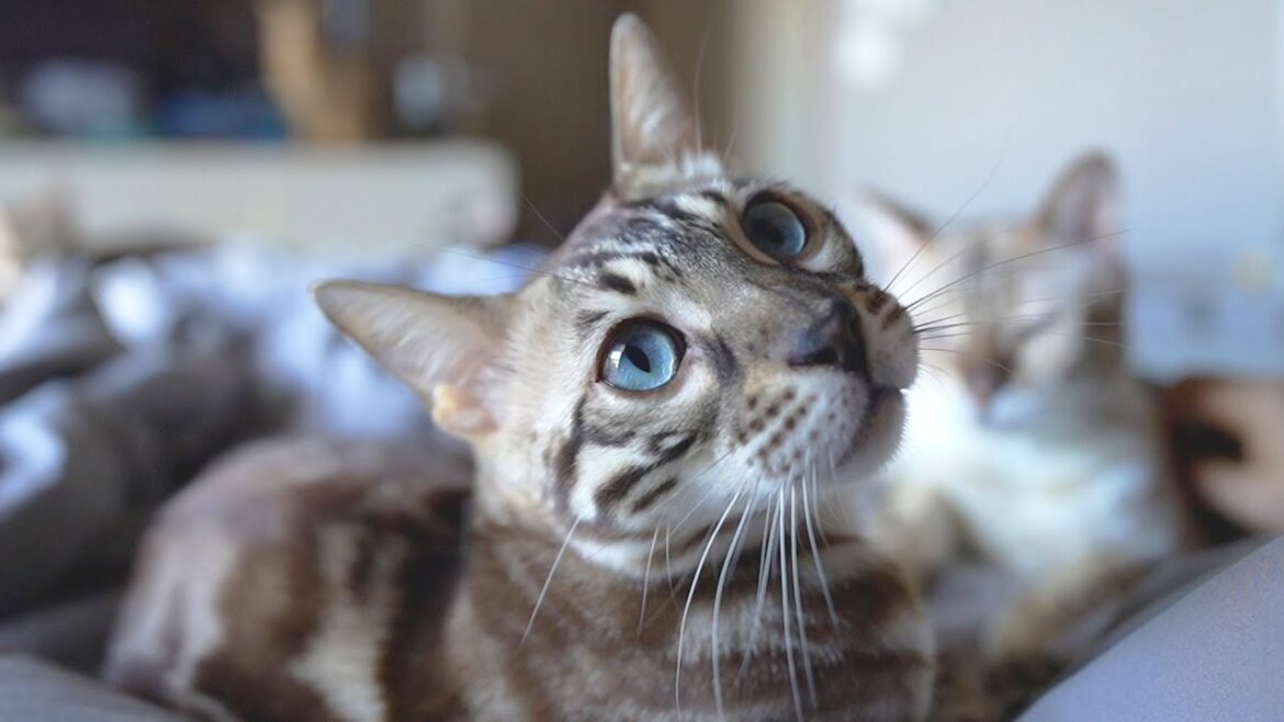 甘えん坊ベンガル猫に無理矢理起こされる 甘えん坊ベンガル猫に無理矢理起こされる