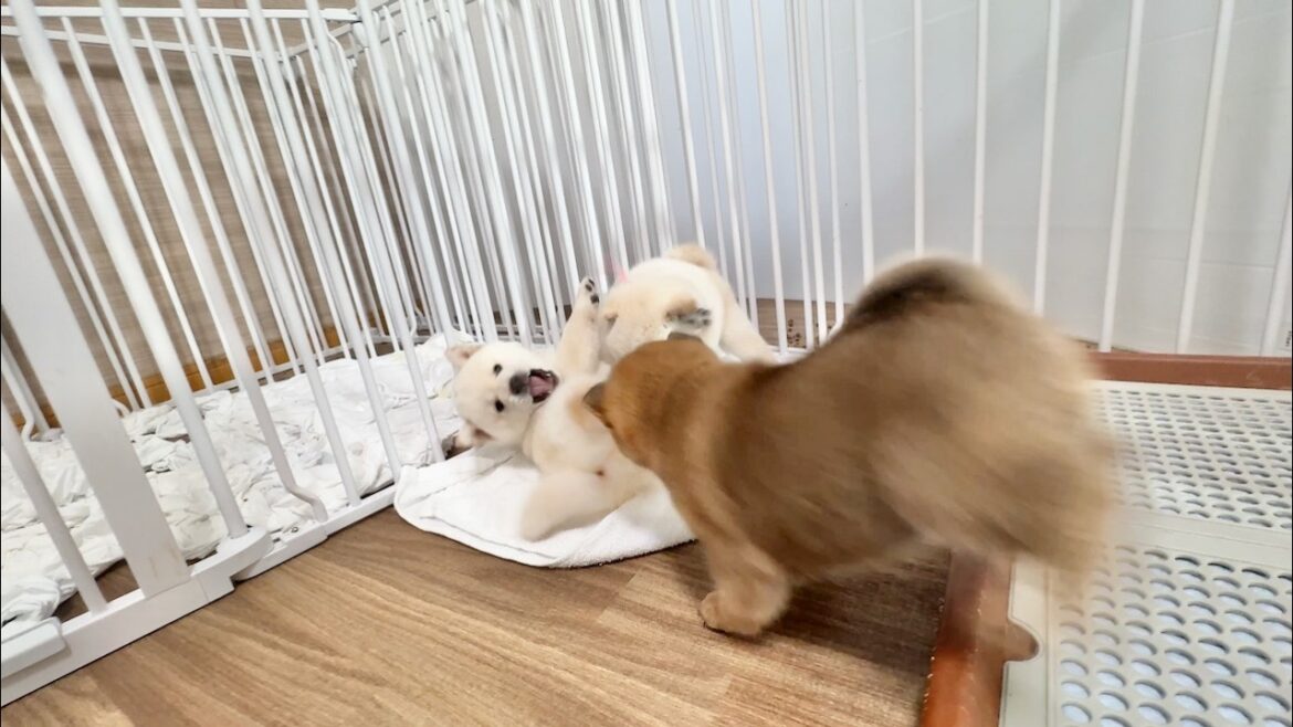 【柴犬 子犬】洗いたてのタオルを子犬にあげるとこうなります