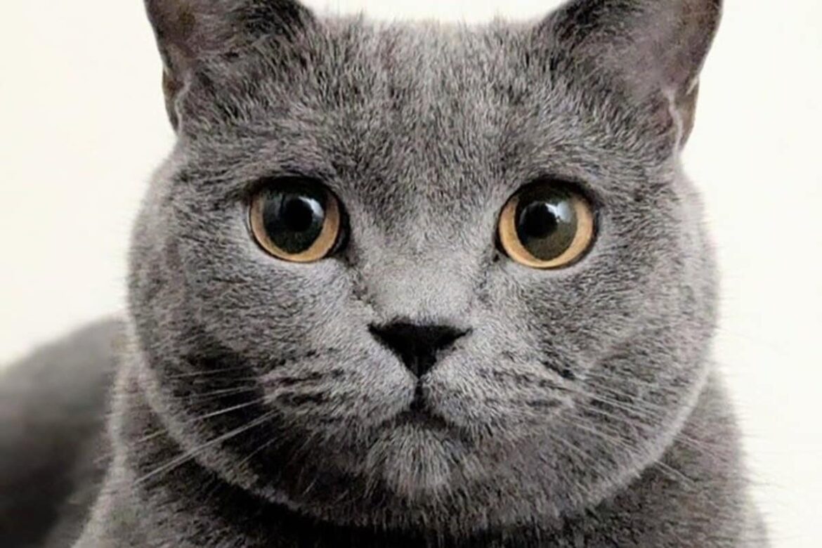 猫ちゃんのインパクトがありすぎる「寝落ち顔」が話題　「かわいすぎこれは罪」 | LIMO | くらしとお金の経済メディア