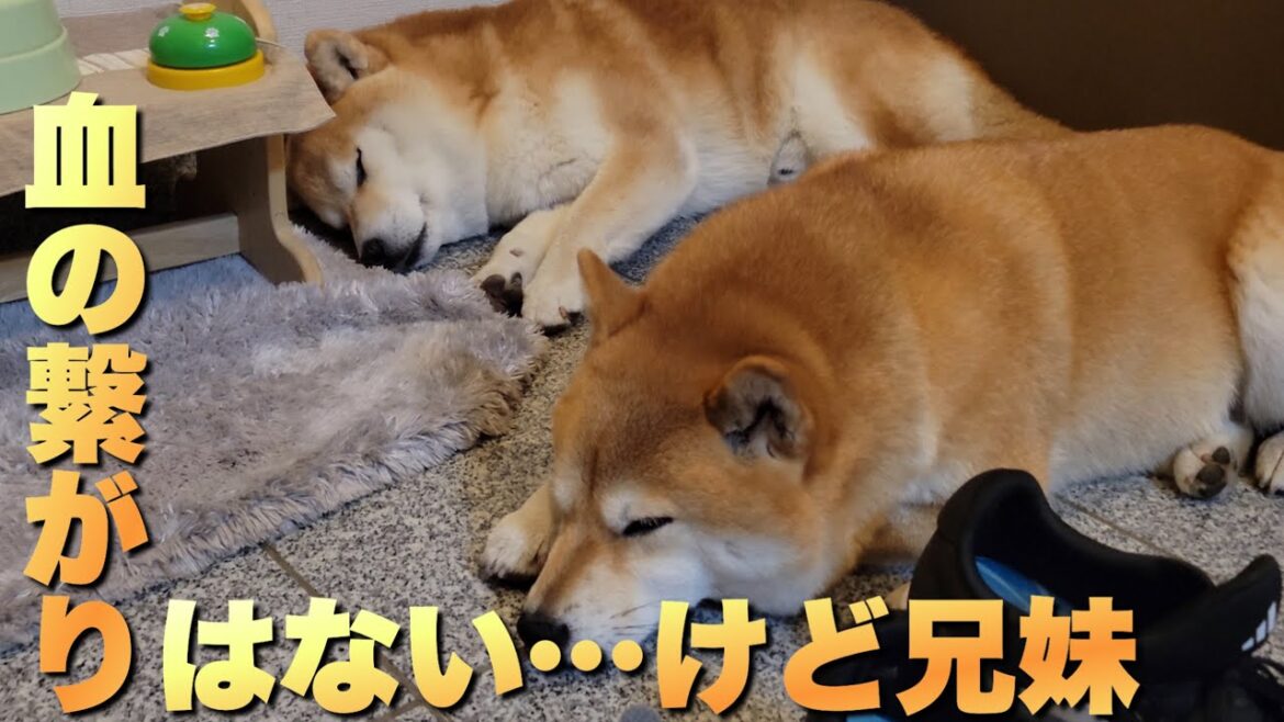 血の繋がりはなくても“家族”になれる。柴犬５歳と３歳と人２歳の絆