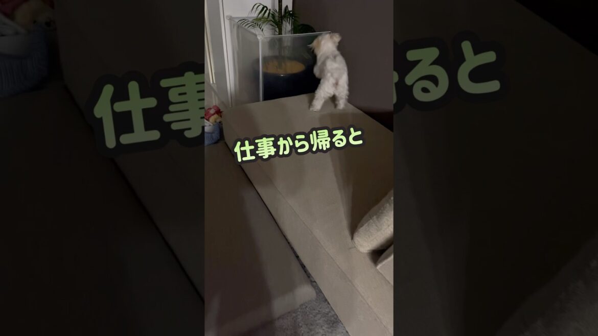 オヤツは投げ飛ばしてから #shorts #いぬのきもち