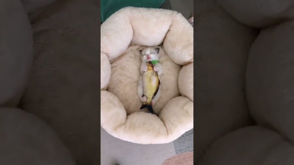 Little cat sleep 💤💤 with her favourite dish 🐈😺 #kitty #puppy #wildlife #funny #shorts