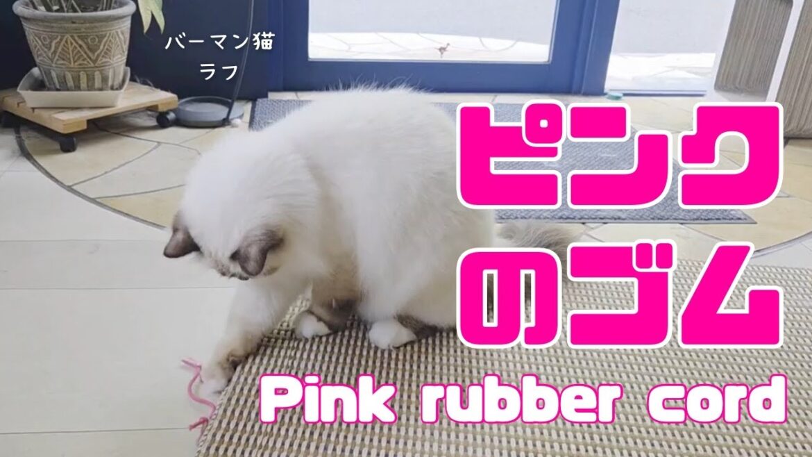 バーマン猫ラフとウリ【ピンクのゴム】Pink rubber cord（バーマン猫）Birman/Cat
