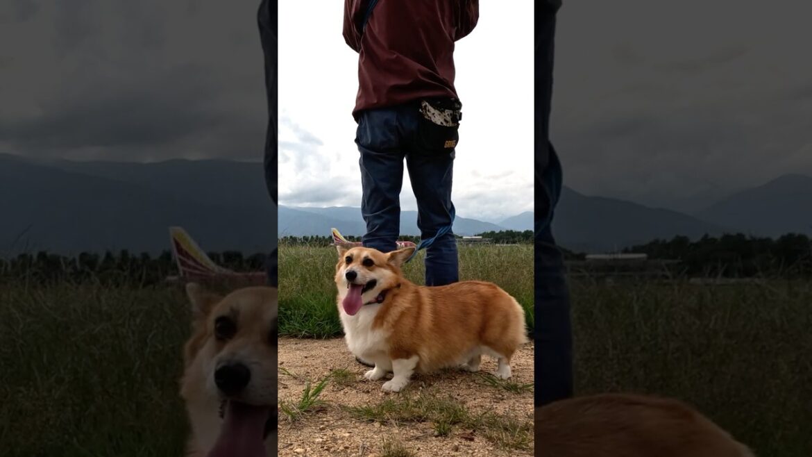 通り過ぎる飛行機とコーギー / A passing plane and a corgi. #コーギー #corgi #飛行機