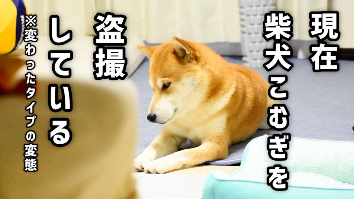 柴犬は盗撮に気づく？気づかない？
