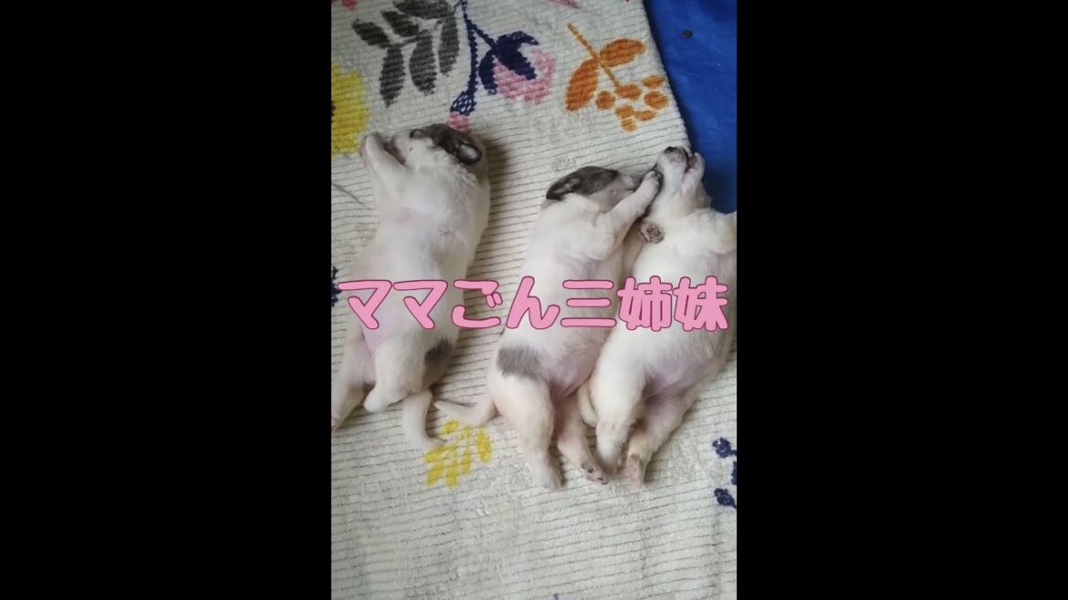 【昔懐かし】ナウシカ三姉妹【グレートピレニーズ】