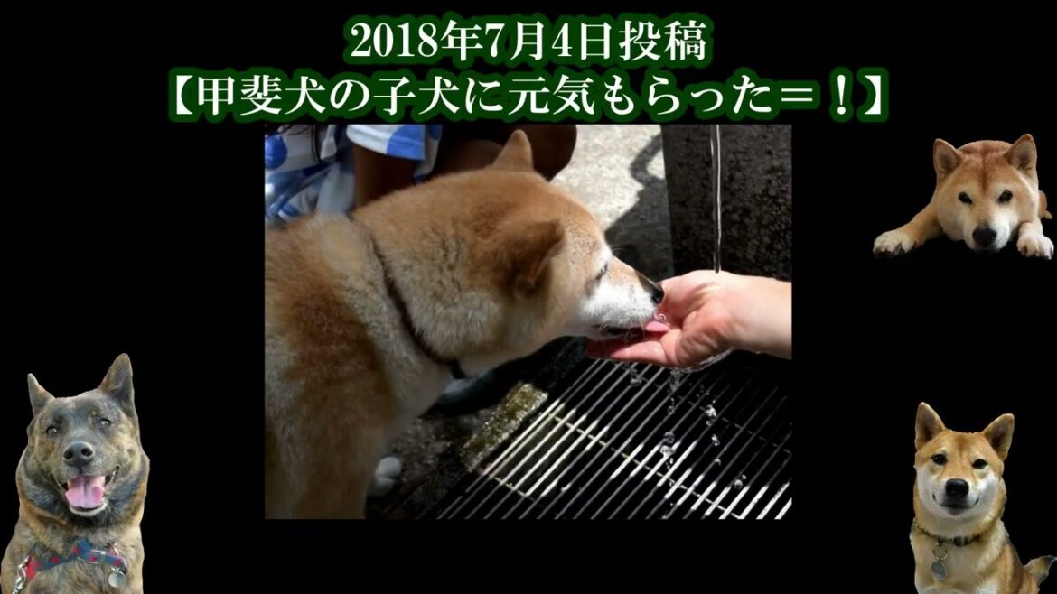 甲斐犬ハルヱと柴犬エミー【再放送07】