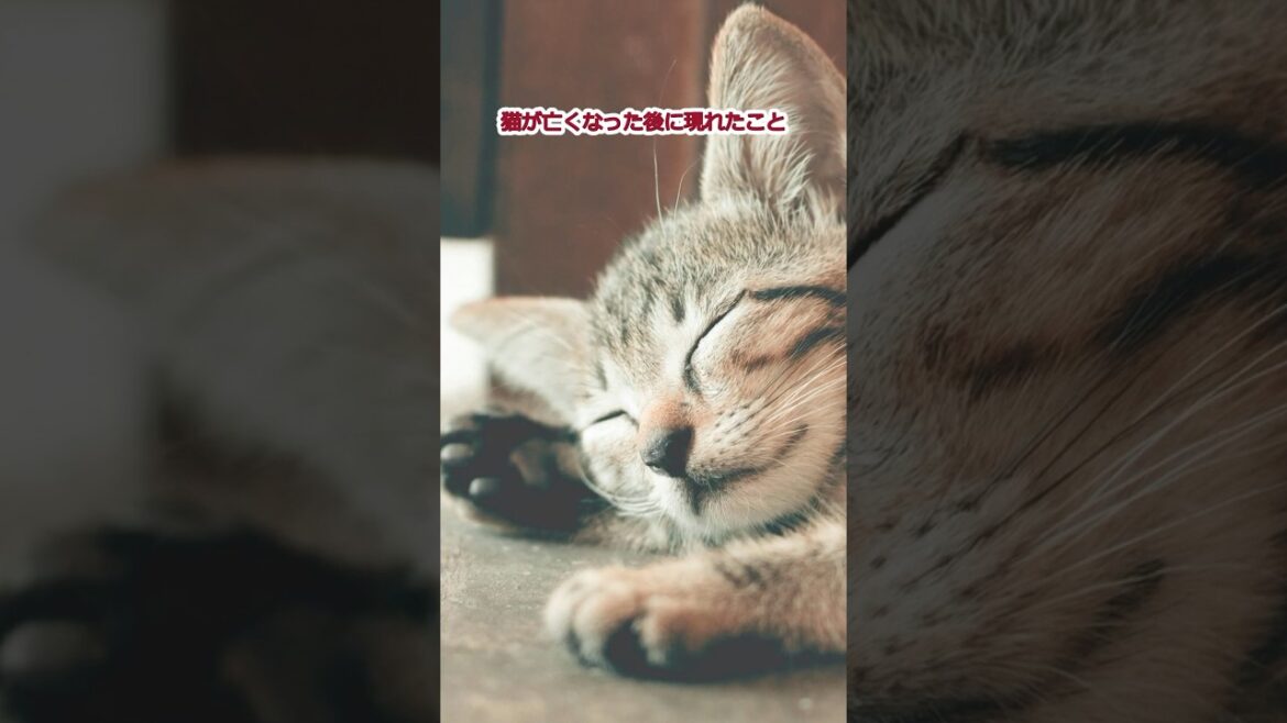 猫が亡くなった後に現れたこと17