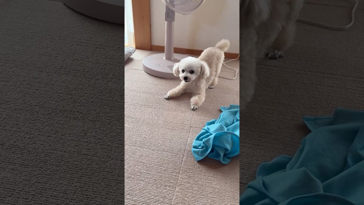 ママおかえり！全力ダッシュで甘えに来るトイプードル #shorts #元保護犬 #可愛い犬