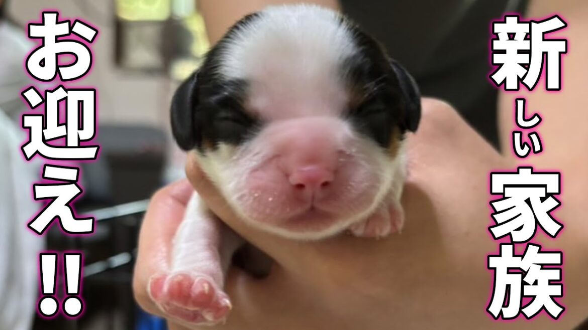 キャバリア子犬お迎え決定⁉︎一緒に暮らして６年の先住犬にそっくりで可愛い子に出会っちゃいました…