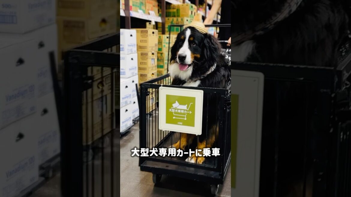 大好きなカインズへ✨大型犬専用カートでセルフウォッシュへGO！