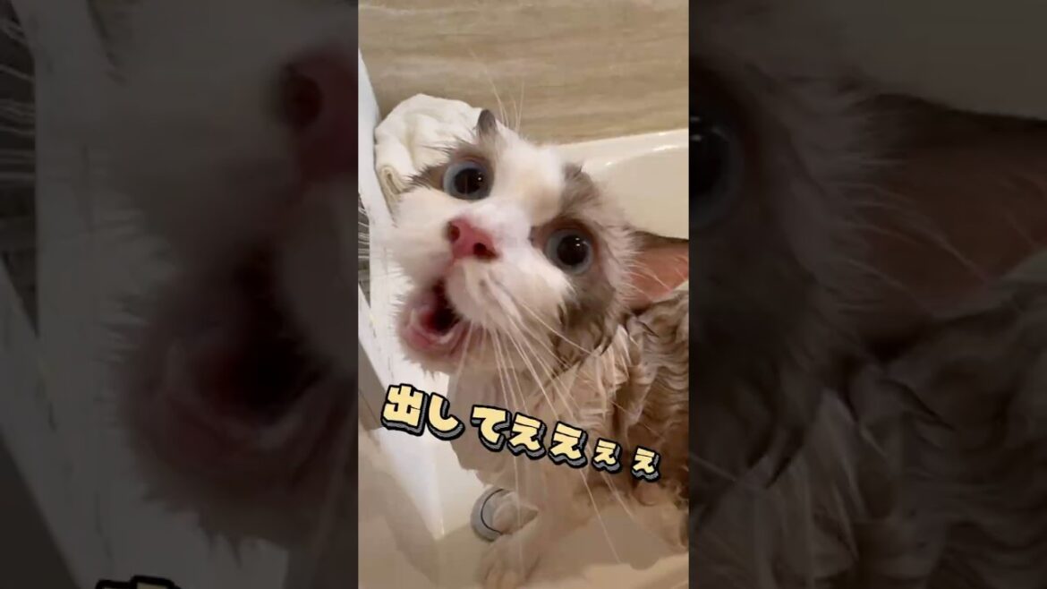 大嫌いなお風呂に驚愕する猫#猫 #おもしろ #しゃべる猫 #猫のお風呂 #あたち日記 大嫌いなお風呂に驚愕する猫#猫 #おもしろ #しゃべる猫 #猫のお風呂 #あたち日記